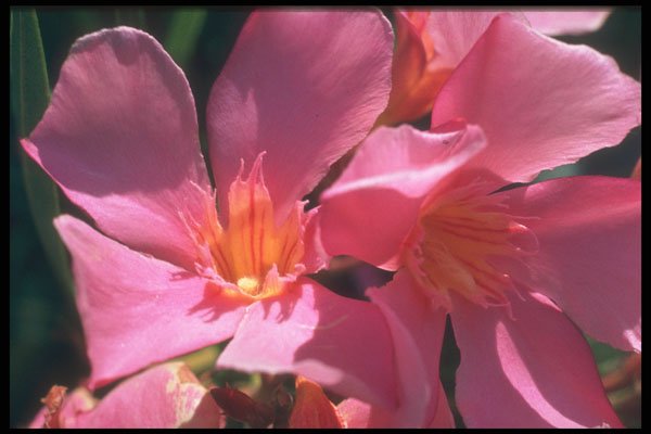 221051 Nerium Oleander A4 Photo Print