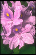 221053 Purple Haze A4 Photo Print
