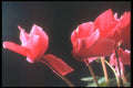 221054 Cyclamen A4 Photo Print