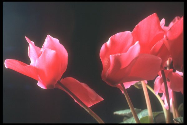 221054 Cyclamen A4 Photo Print