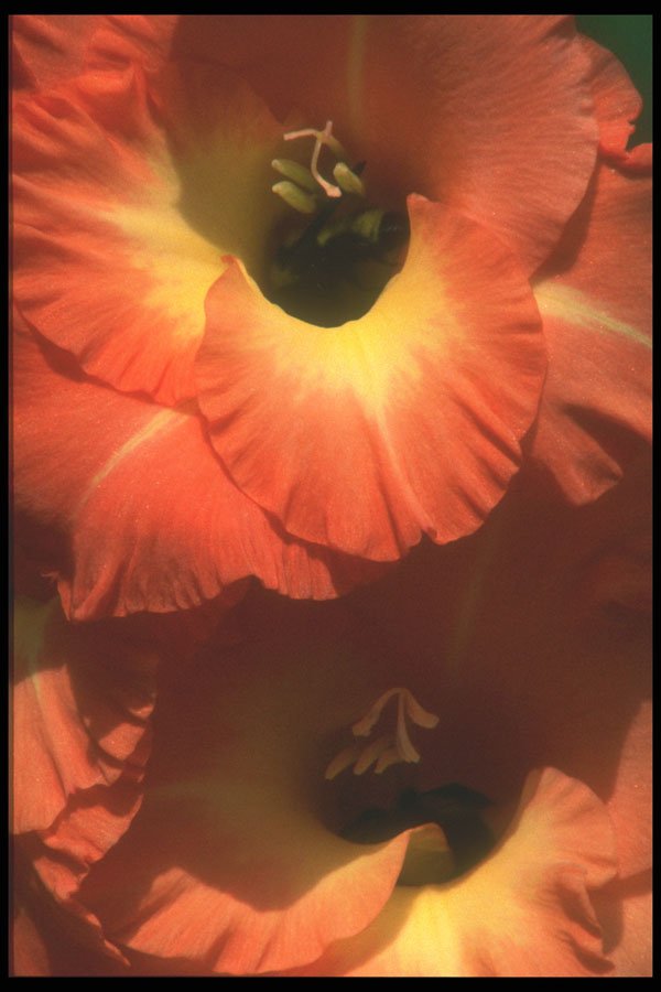 221056 Golden Centers A4 Photo Print