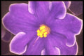 221057 Paulia A4 Photo Print