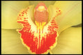 221058 Temptation A4 Photo Print