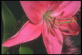 221059 Perfect Pink A4 Photo Print