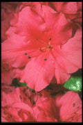 221060 Glistening Stamens A4 Photo Print
