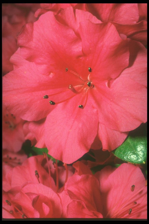 221060 Glistening Stamens A4 Photo Print