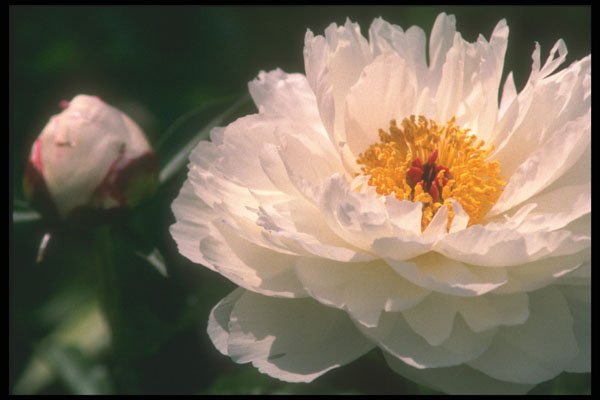 221061 Peony A4 Photo Print
