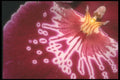 221062 Crimson Approach A4 Photo Print