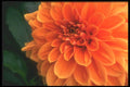 221063 Glorious Orange A4 Photo Print