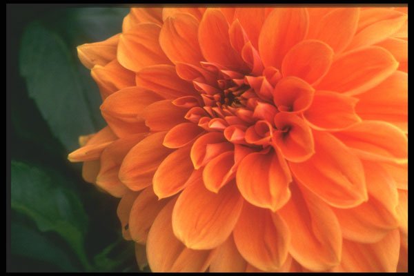221063 Glorious Orange A4 Photo Print
