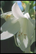 221064 White Lily A4 Photo Print