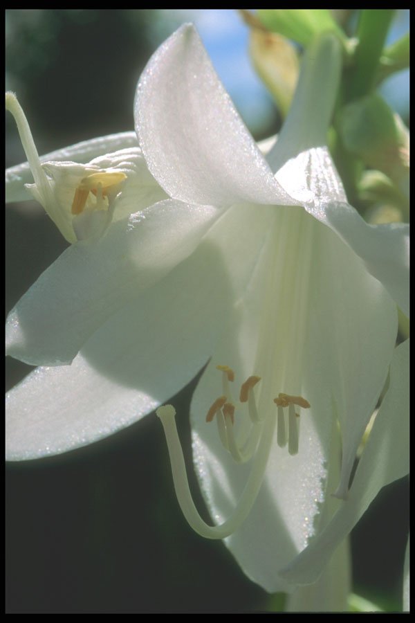 221064 White Lily A4 Photo Print