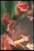 221066 About To Flower A4 Photo Print