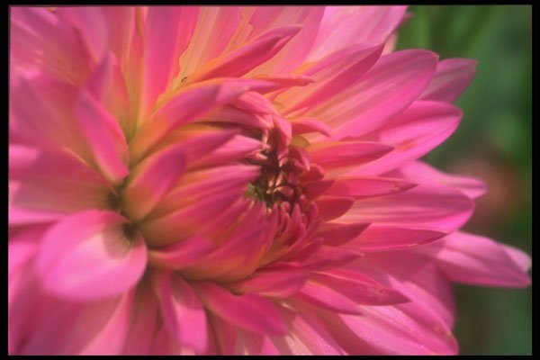 221068 Dahlia A4 Photo Print