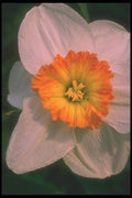 221069 Narcissus A4 Photo Print
