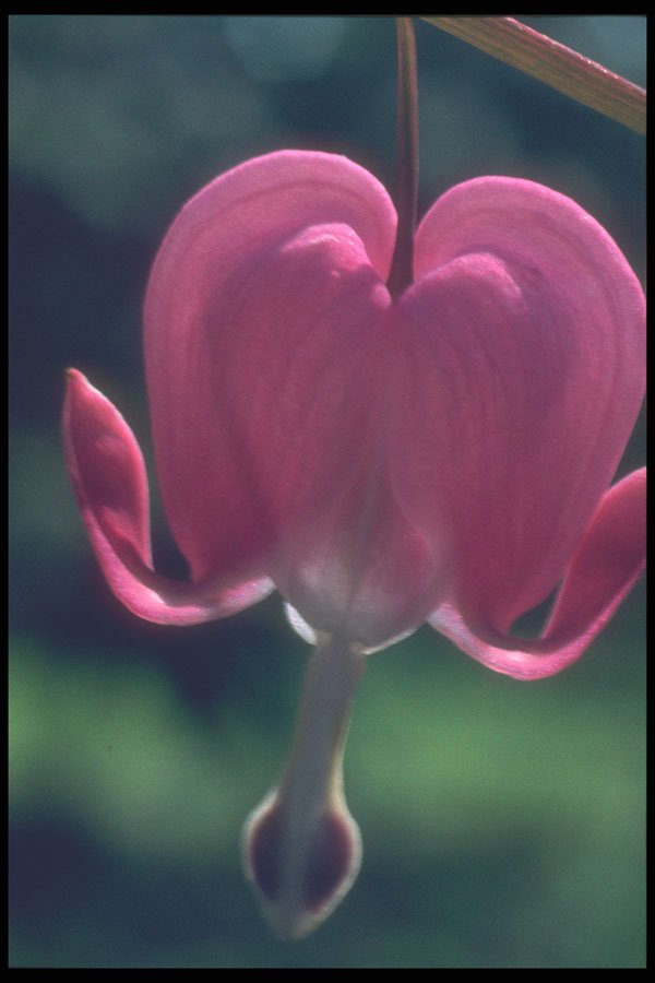 221070 Lonely Heart A4 Photo Print