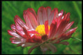 221071 Pink Daisy A4 Photo Print