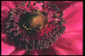 221072 Anemone A4 Photo Print