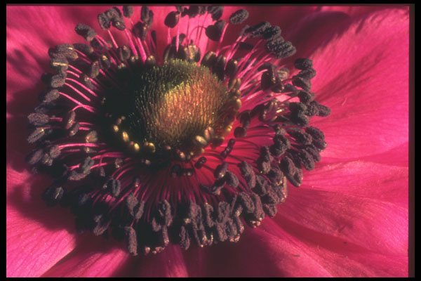 221072 Anemone A4 Photo Print