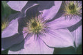 221073 Lavender Shadows A4 Photo Print