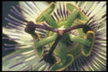 221074 Passiflora A4 Photo Print