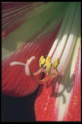 221076 Stamens A4 Photo Print