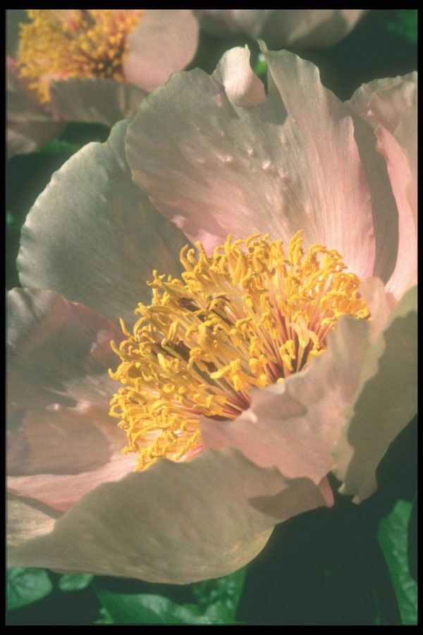221077 Wild Rose A4 Photo Print