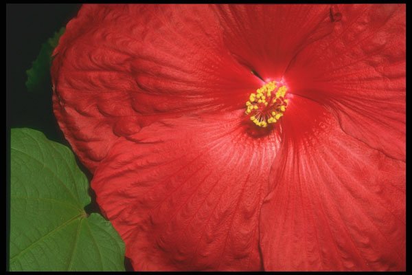 221078 Scarlet A4 Photo Print
