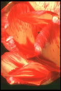 221079 Painted Petals A4 Photo Print