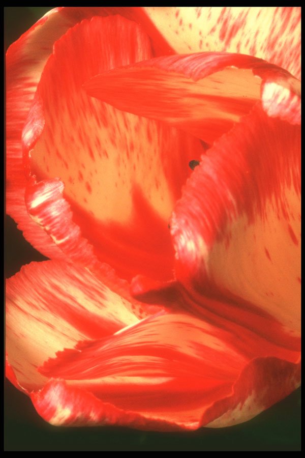 221079 Painted Petals A4 Photo Print
