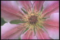 221081 Delicate Pink A4 Photo Print