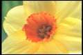 221082 Jonquil A4 Photo Print
