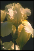 221083 Romance A4 Photo Print