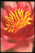 221084 Water Lily A4 Photo Print