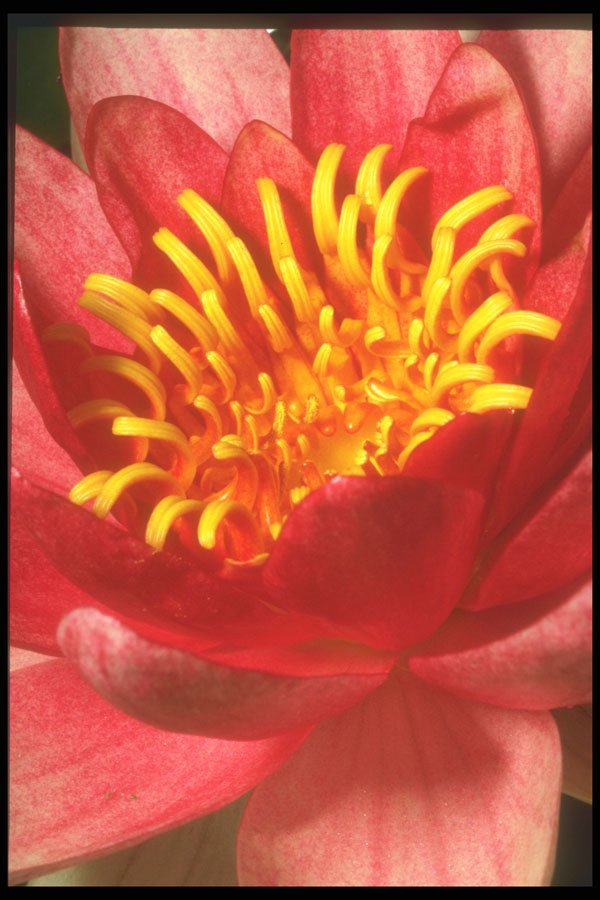 221084 Water Lily A4 Photo Print