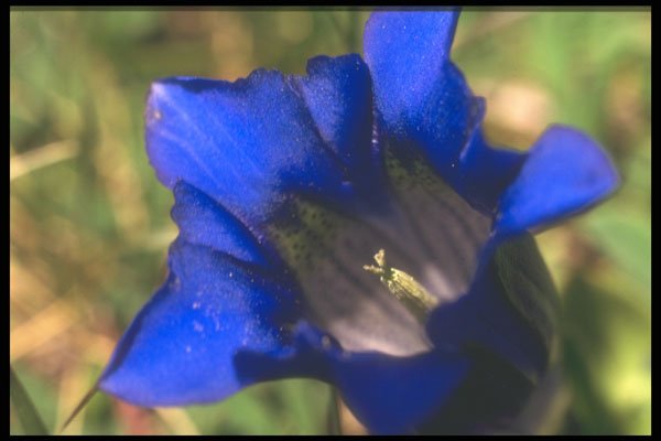 221085 Regal Royal A4 Photo Print