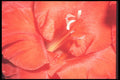221086 Glistening Beauty A4 Photo Print