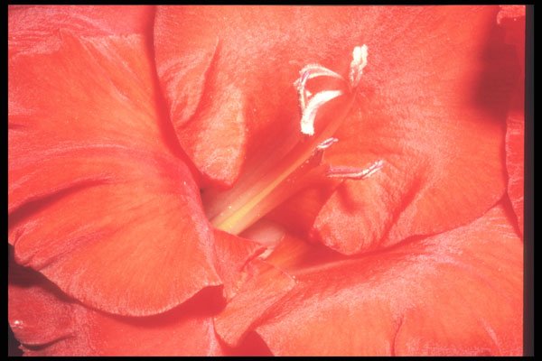 221086 Glistening Beauty A4 Photo Print