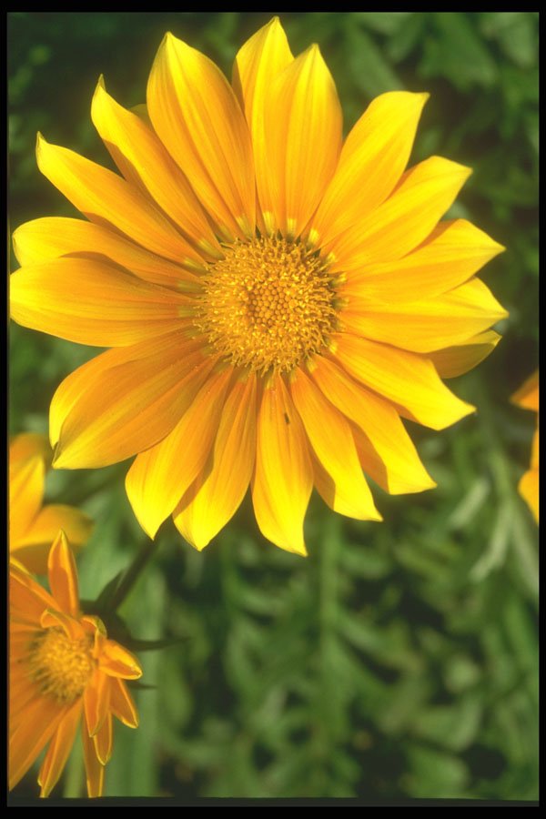 221087 Facing The Sun A4 Photo Print