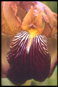 221088 Wild Beauty A4 Photo Print