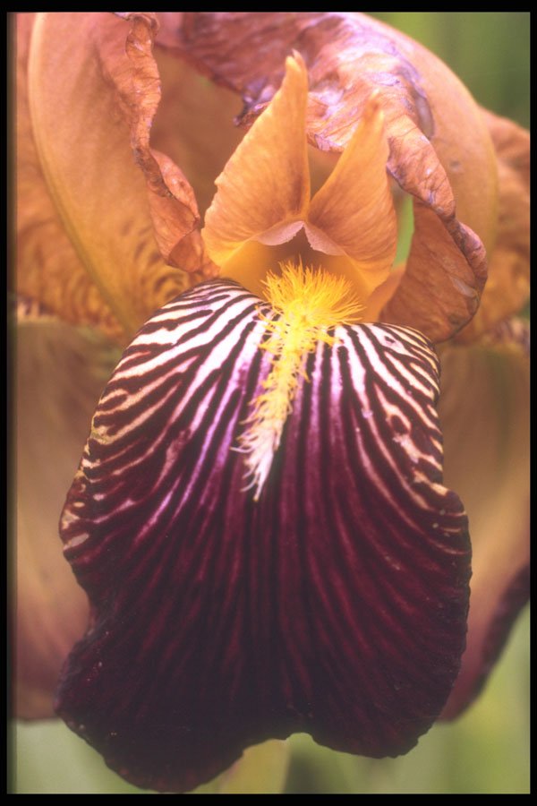 221088 Wild Beauty A4 Photo Print
