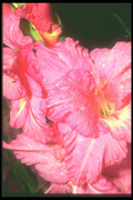 221089 Ruffled Pink A4 Photo Print