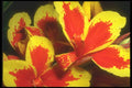 221090 Fiery Glory A4 Photo Print