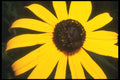 221091 Black Eyed Susan A4 Photo Print