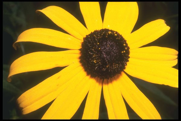 221091 Black Eyed Susan A4 Photo Print