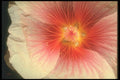 221092 Center Swirl A4 Photo Print
