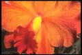 221093 Flame A4 Photo Print