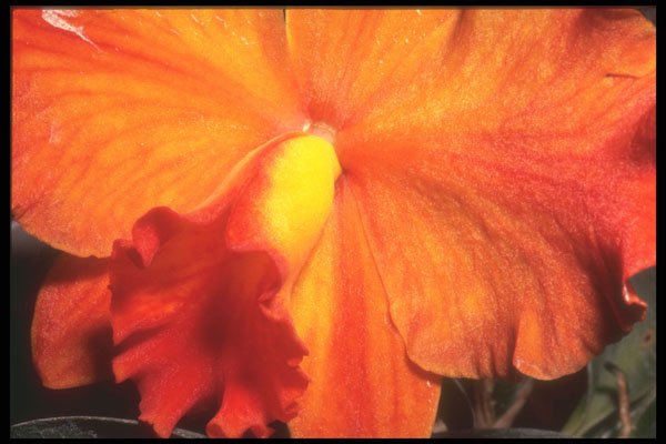 221093 Flame A4 Photo Print