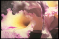 221094 A Touch Of Violet A4 Photo Print