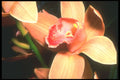 221095 Peach Orchid A4 Photo Print